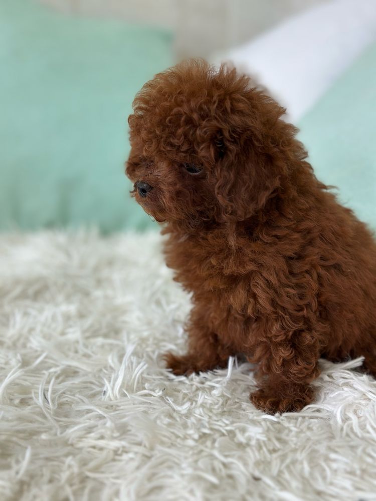 Микро Пудел (Micro / Teacup Poodle)