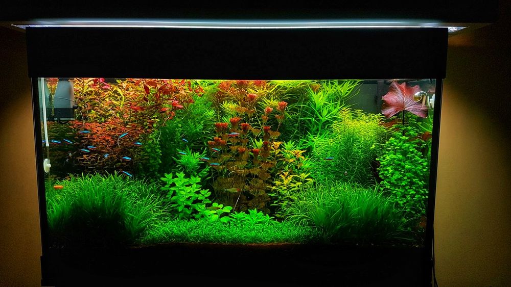 Осветителни тела за аквариум,140 лева!