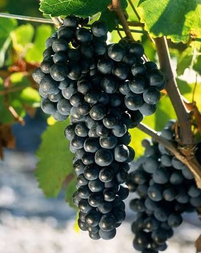 Vita de Vie Soiuri Negre De Vin