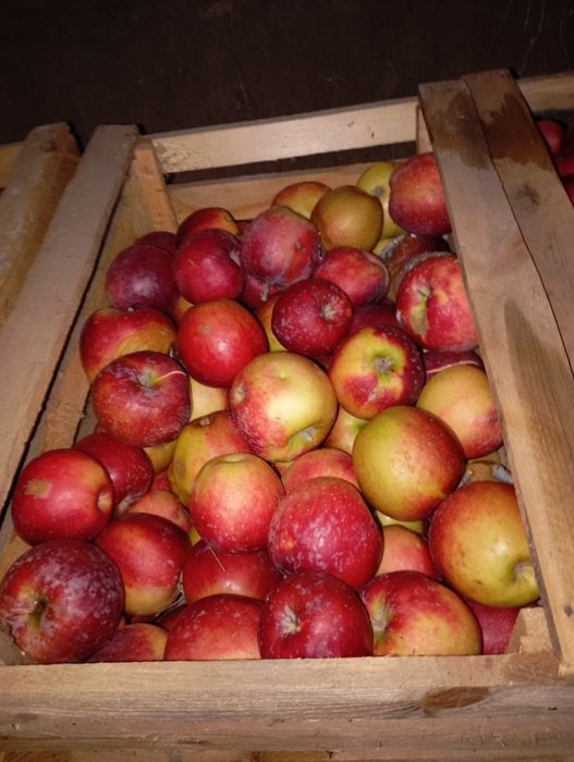 Яблоки американо и золотое превосходство