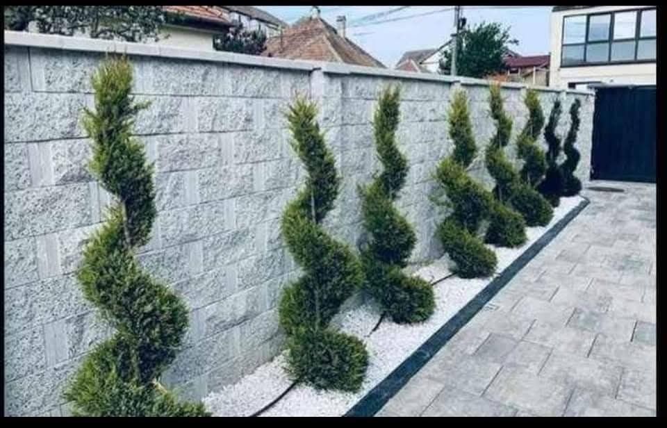 Plante ornamentale la prețuri de producător :
- tuia smaragd ( 1,2m -