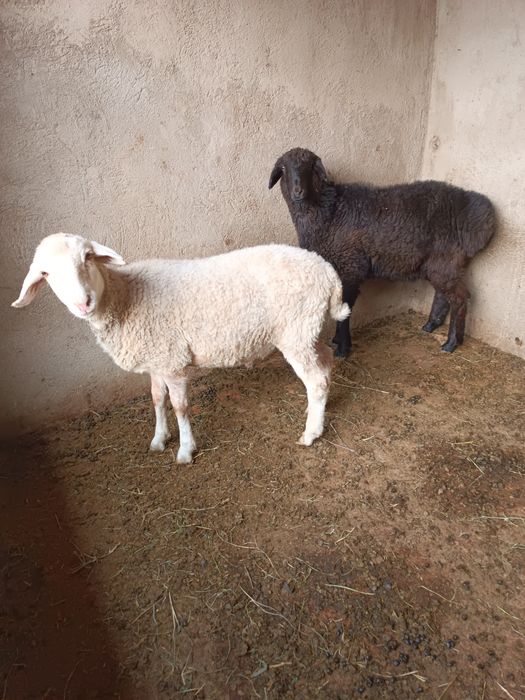 Қой тоқты 2 шт .