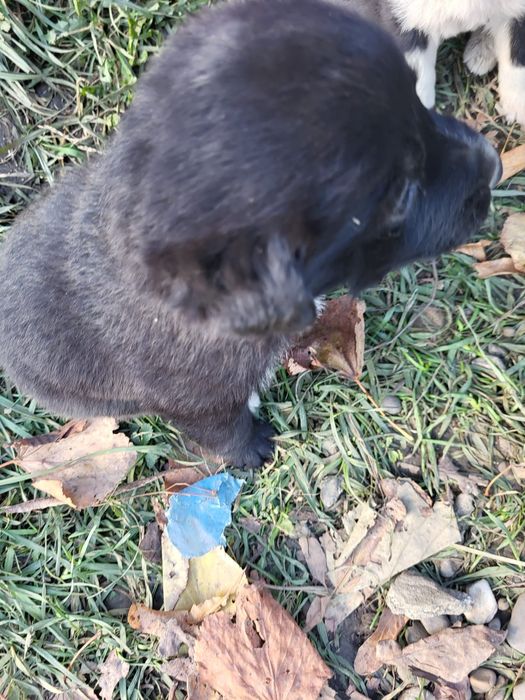 Donez căței talie medie/mica