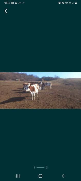 Vaci de vanzare 7000lei