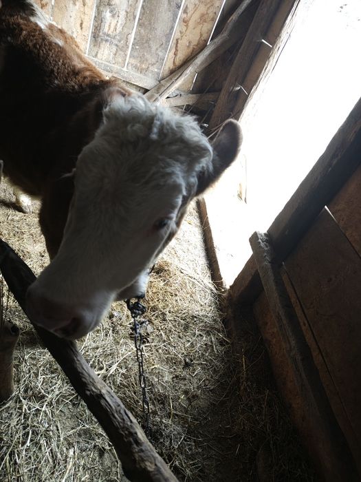 Vând vițea de lapte