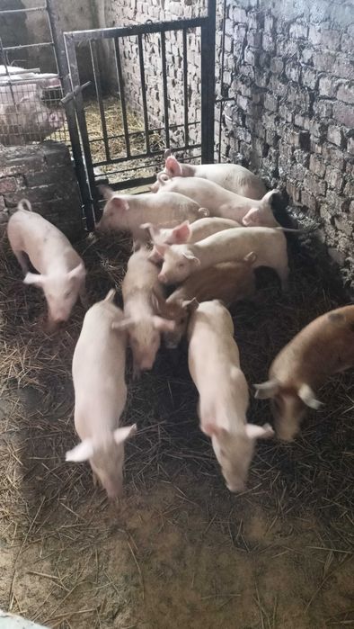 Продавам прасенца