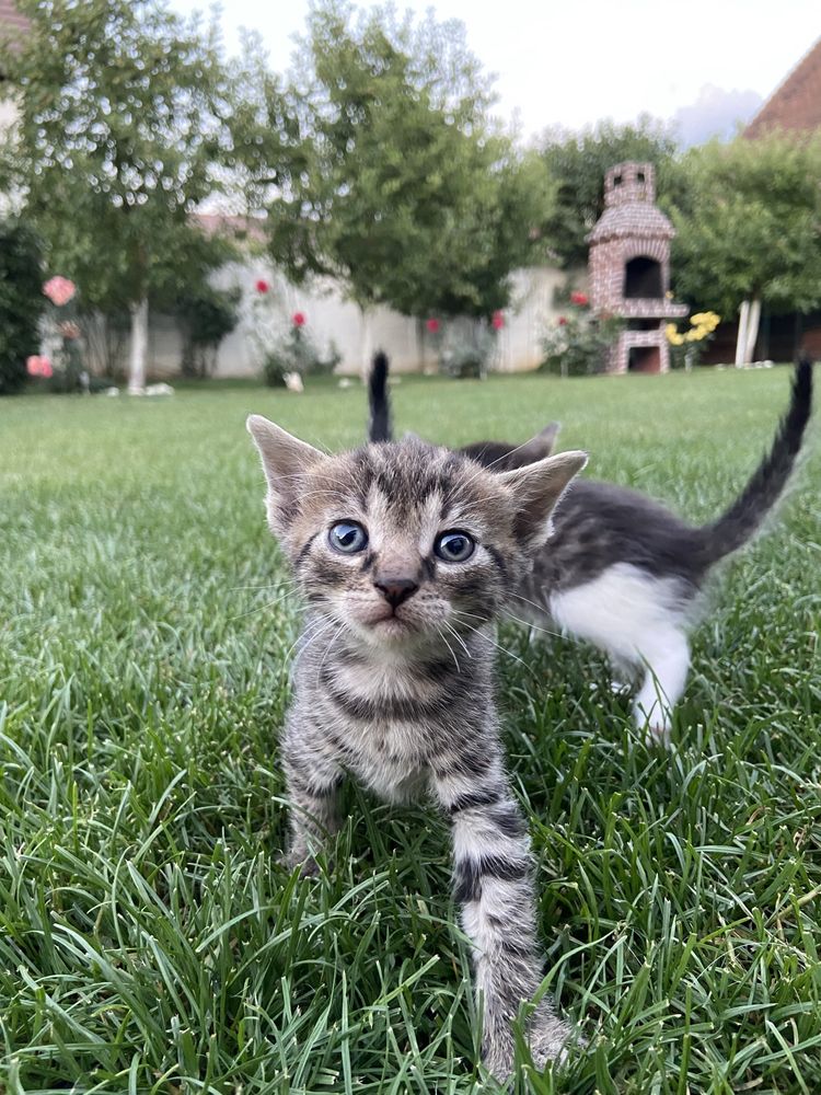 Dau spre adopție 6 pui de pisică în vârstă de 1 lună și câteva zile