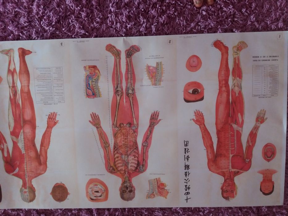 Planse anatomie acupunctura