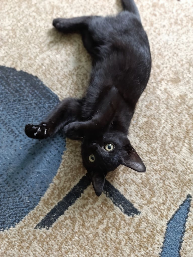 Отдам даром котёнка