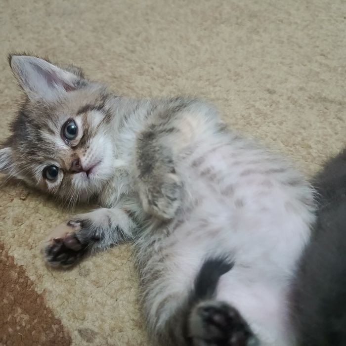 Ищем дом для подкидышей