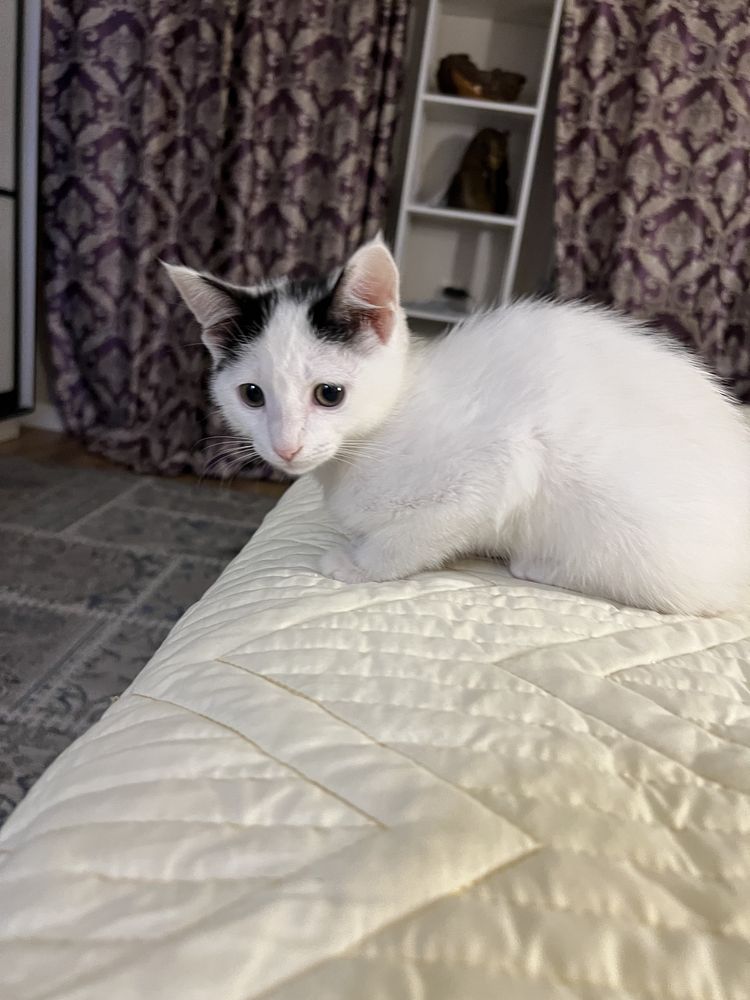 Отдам котенка девочка