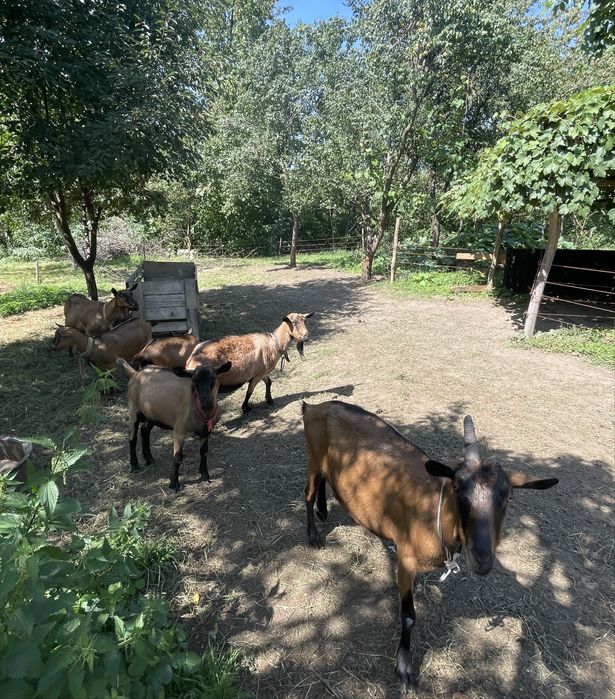 Vand Grup de Capre Alpine Franceze