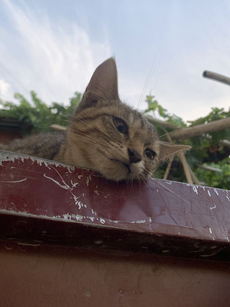 Ищу дом для кошечки