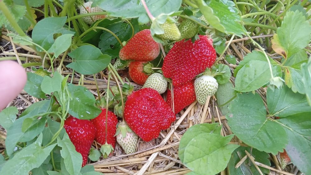 Продавам рассад ягоди.