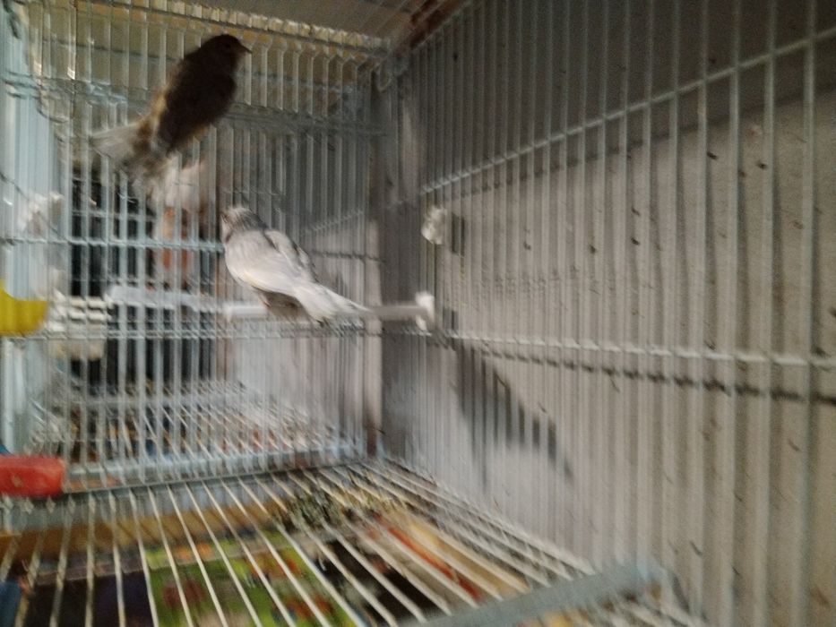 Vînd canari de culoare masculi și femele