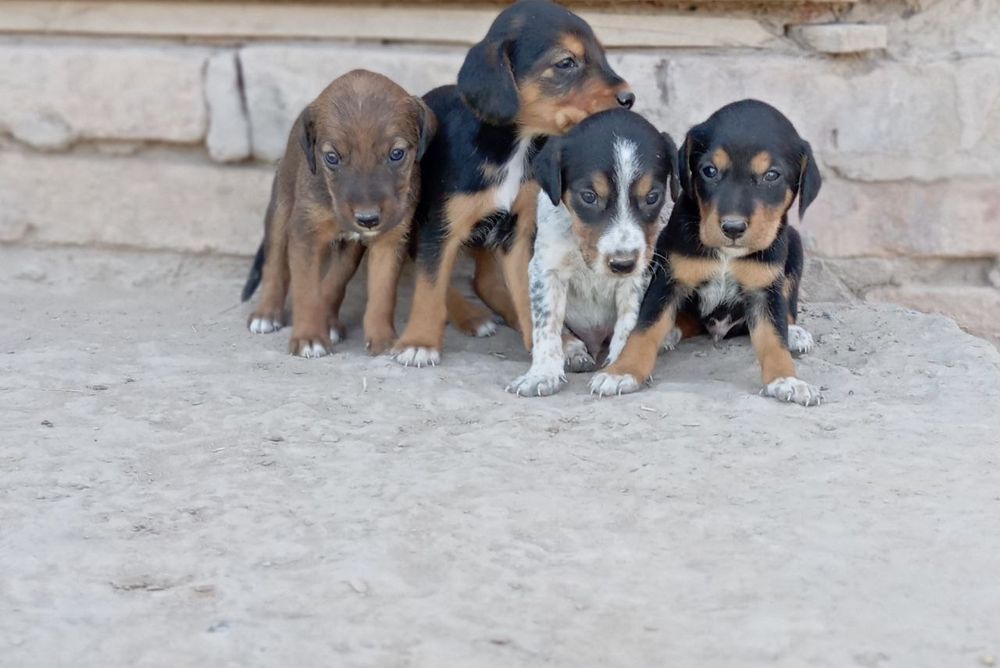 Ovchi it erkak 1 tasi