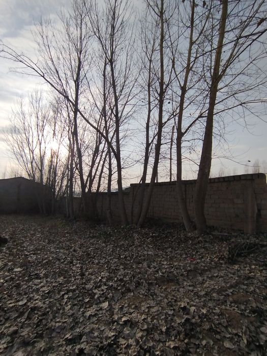 Kaliforniy tere 30 tadan oshu