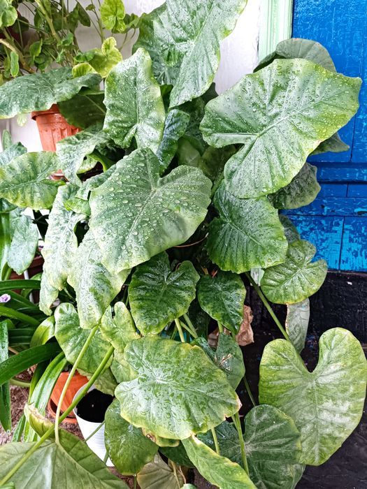 Продам домашний цветок Алоказию