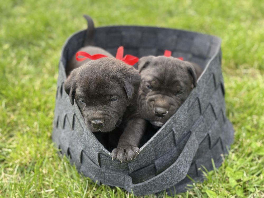 Кане корсо чистокръвни бебета cane corso italiano