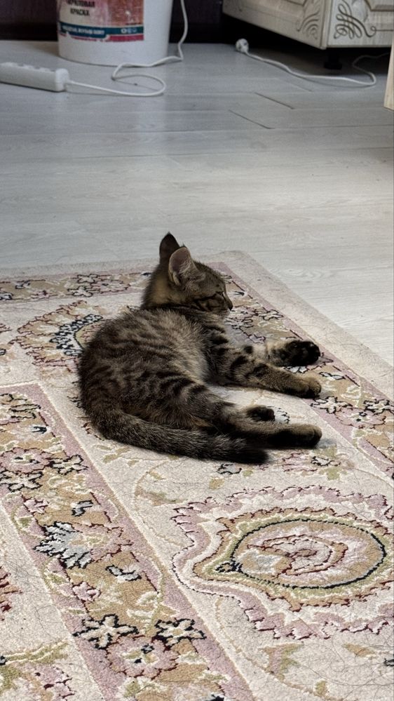 Котенок бесплатно