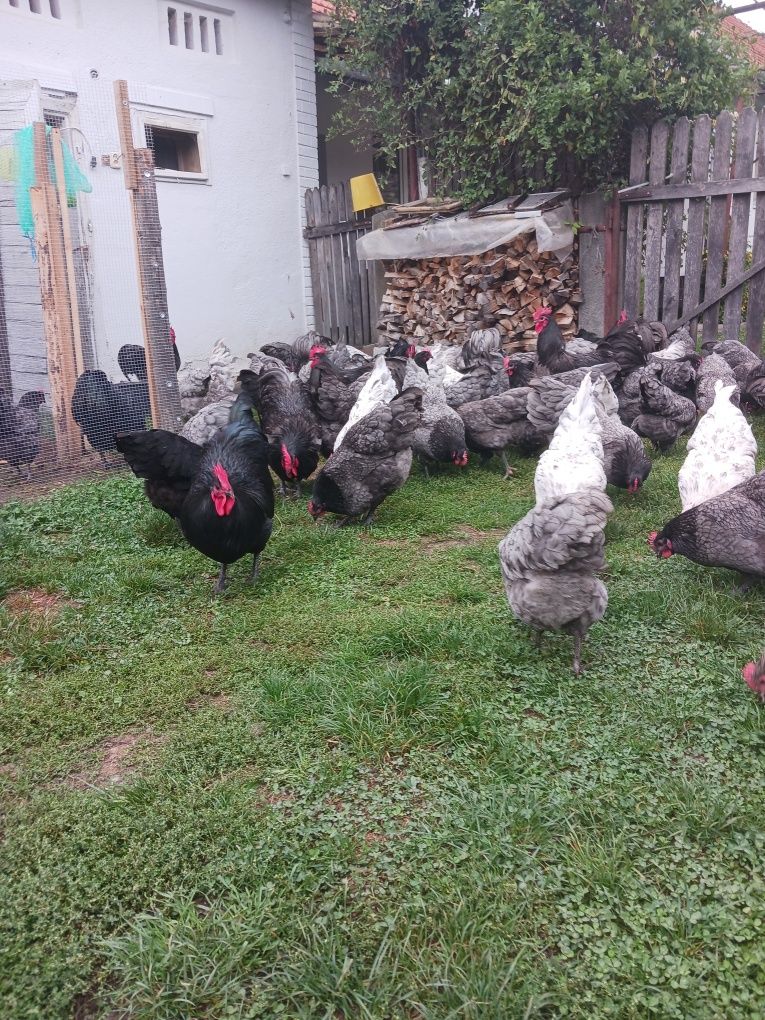 Ouă pentru incubat Australorp și Araucana