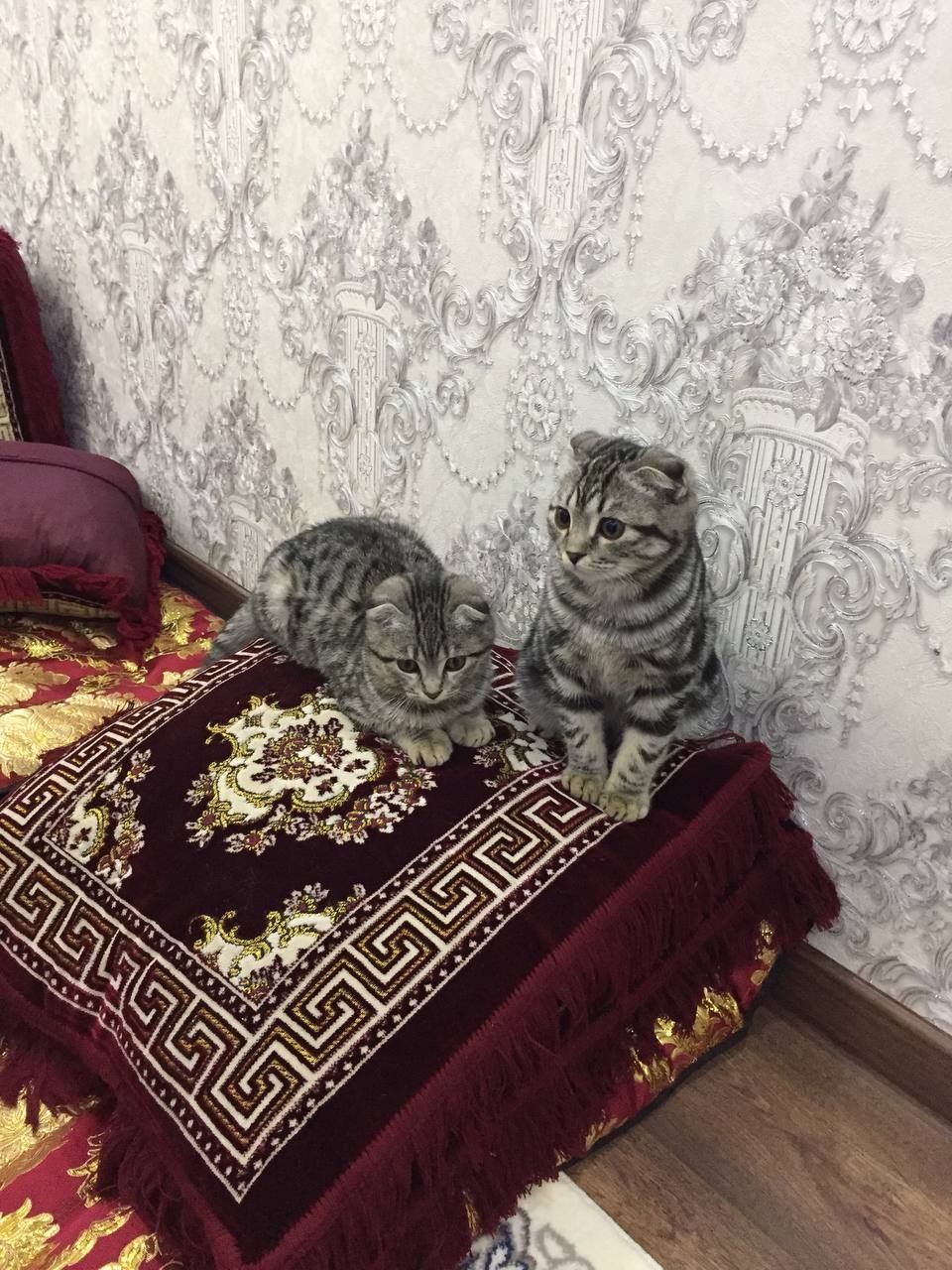 Скоттиш фолд 2 девочки