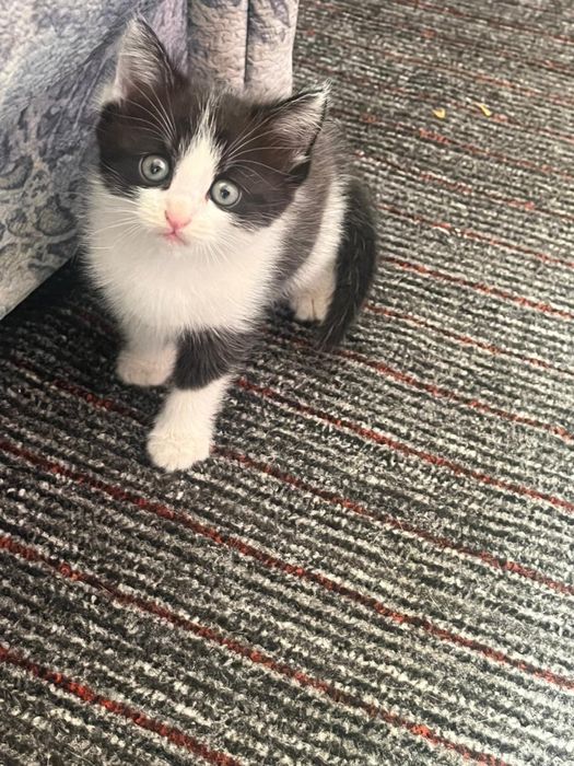 Отдам в добрые руки очаровательного котёнка