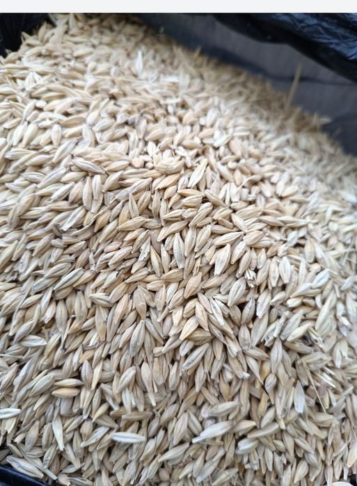 Арпа жав курук тозаси