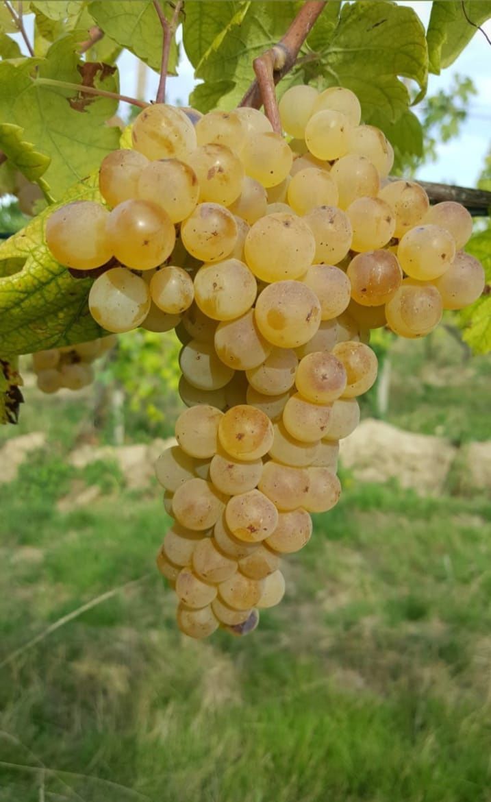Struguri premium pentru vin- soiuri românești tradiționale