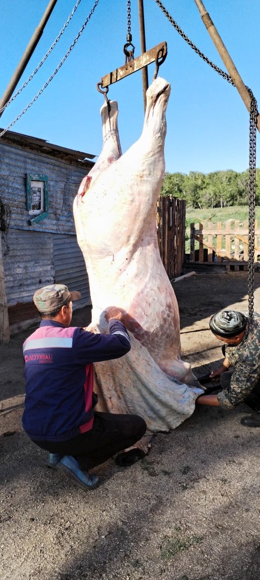 Продам с откорма  таев, кунан байтал.