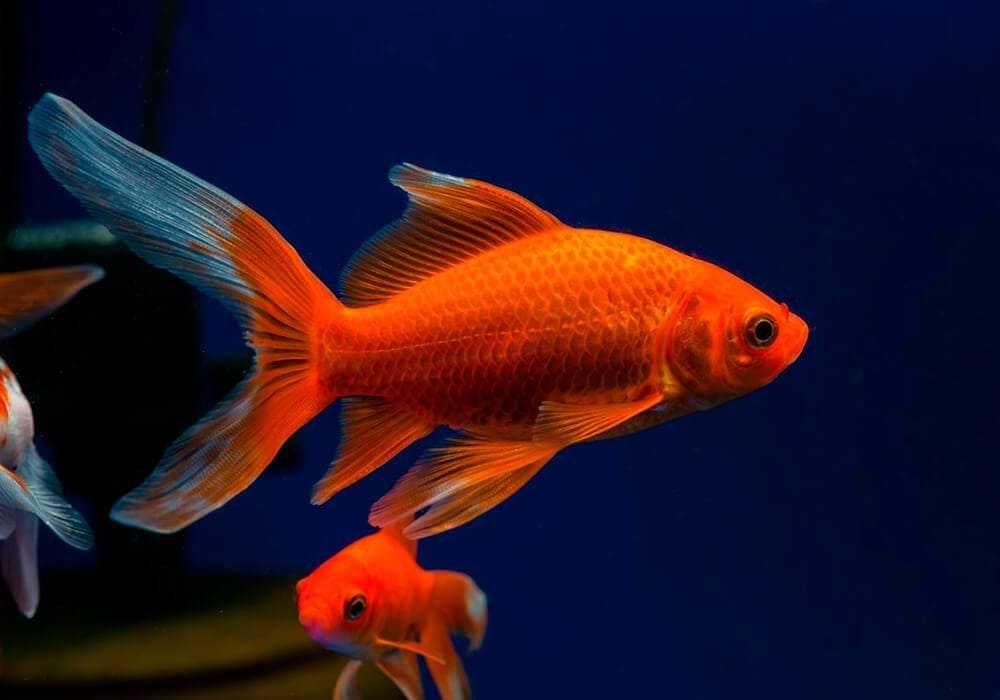Золотая рыбка комета красная в Аква -Зоо салоне "Посейдон"!!!