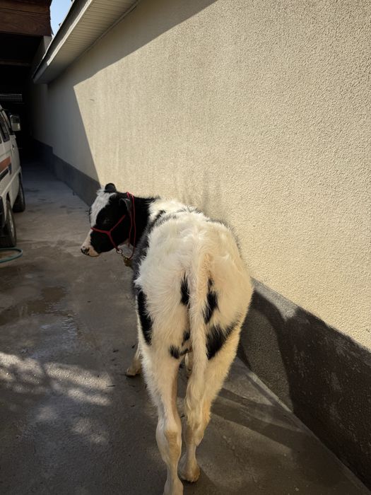 Buqacha 5 oylik ola qora