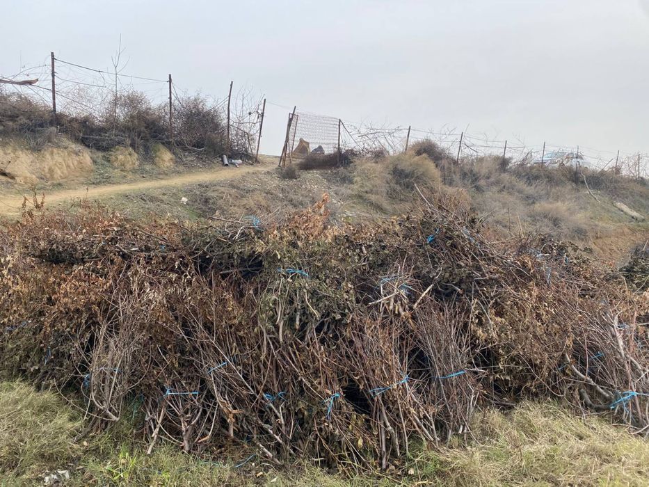 Utin shoxlar sotiladi