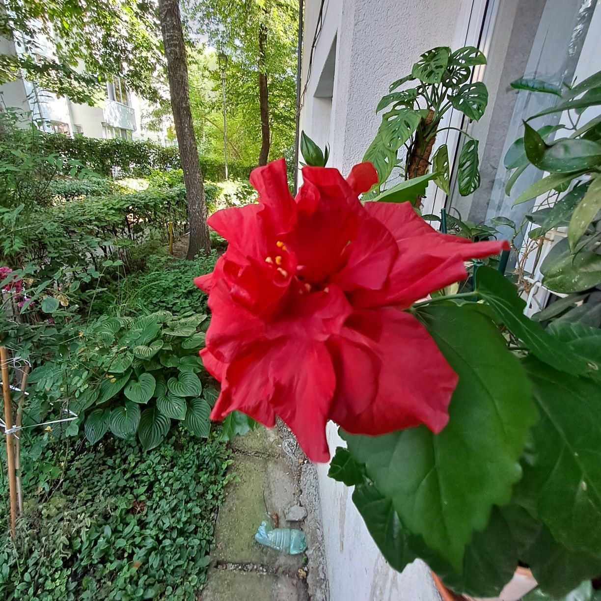 Hoya carnosa,hibiscus si alte plante apartament