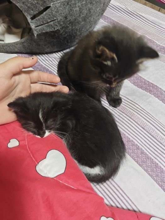 Котята даром, в хорошие руки, без доставки.