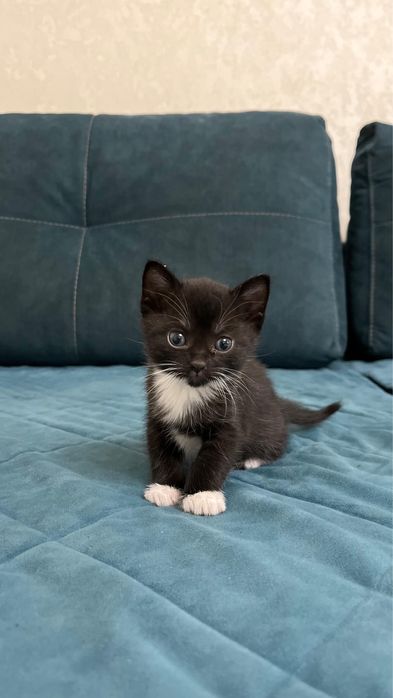 Отдам милых Котят в районе Коктал