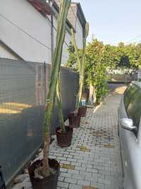 Cactusi giganți aprox.3m