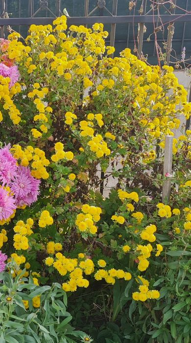 Цветя за балкона и градината. Цена от 0.50-15лв/бр