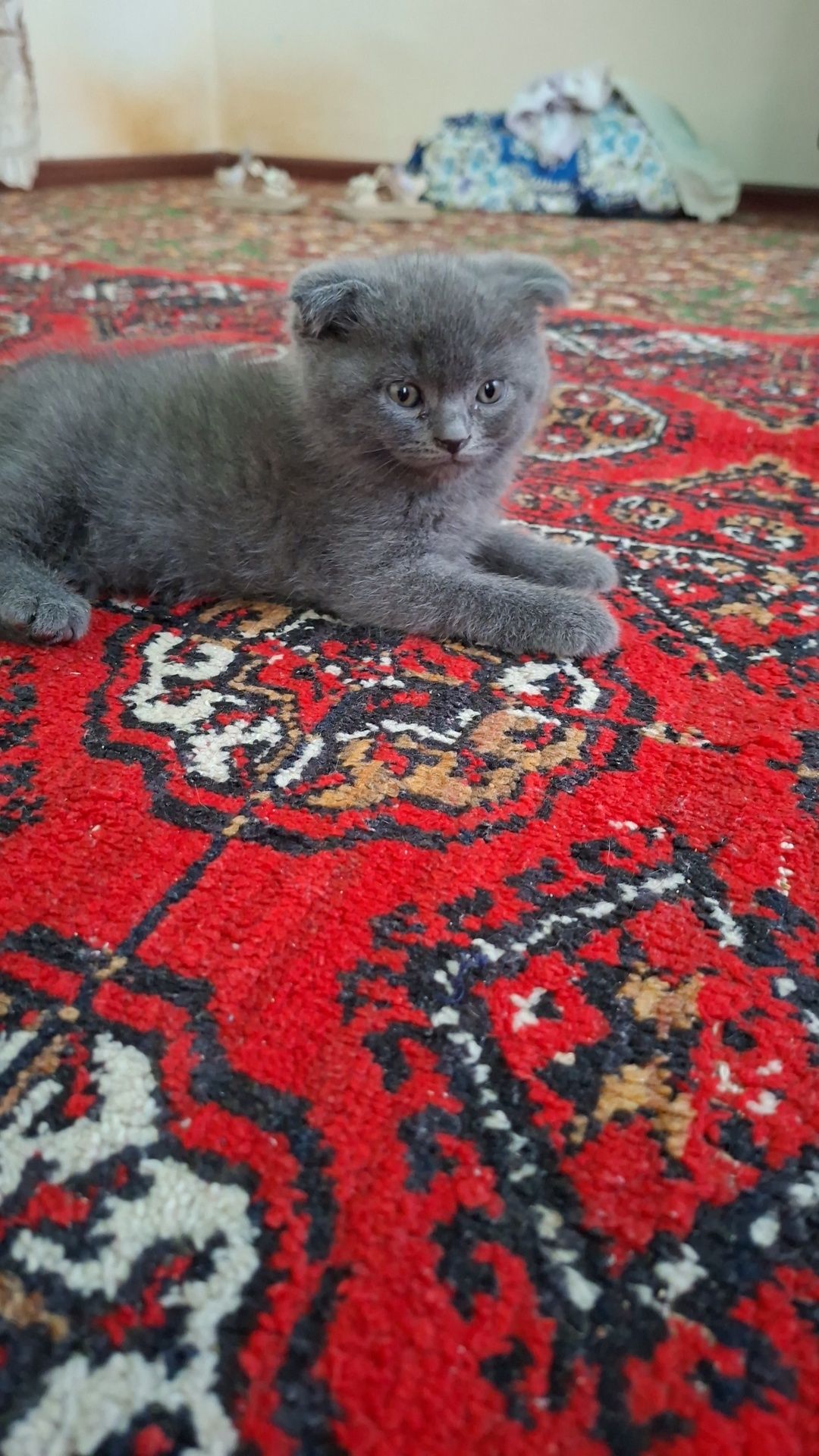 Mushuk sotiladi. Onasi ham bolasi ham