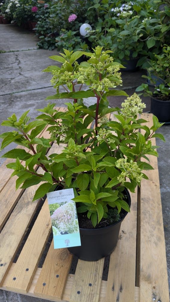 Hortensie paniculata