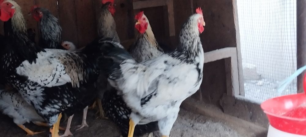 Cocosi de vanzare