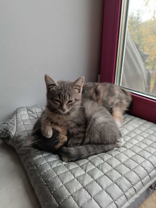 САНДРА -  котенок 1,5 мес.