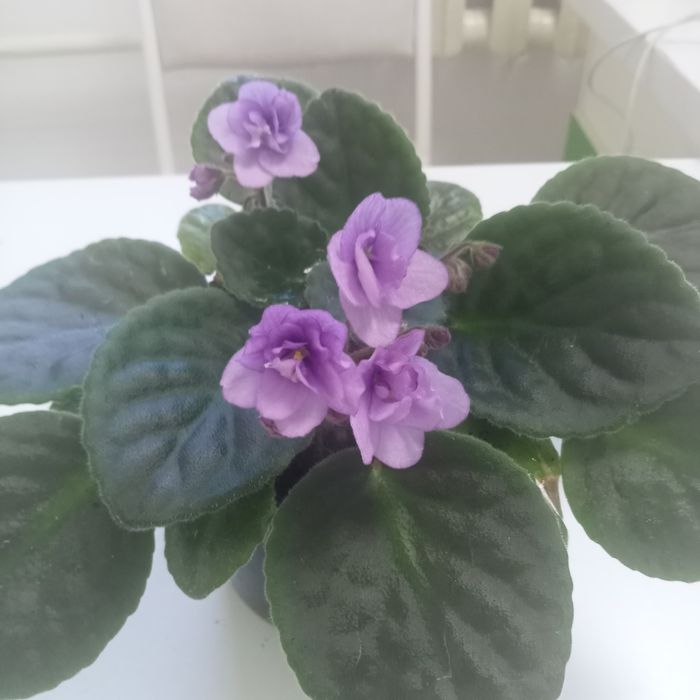 Комнатные растения