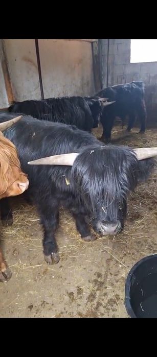 Vând 5tauri din rasa Highland scoțian