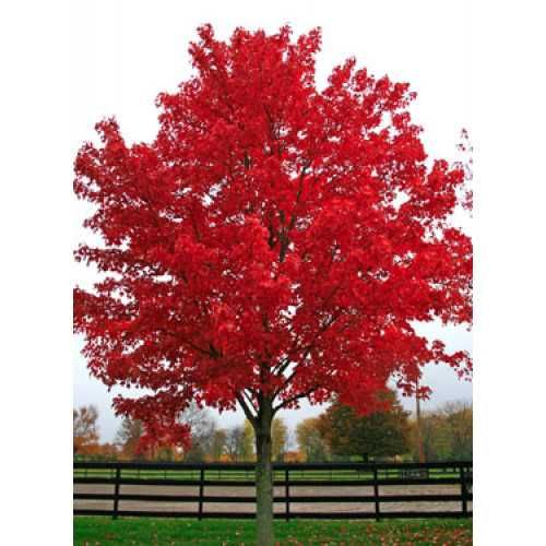 Artar rosu acer rubrum October glory   acer negundo Flamingo aurea