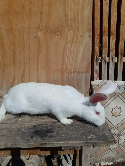 Vând iepuri ,tineret