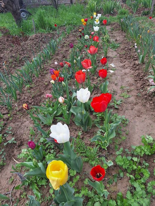 Har xil rangli lolalar narsis va geosintlar
