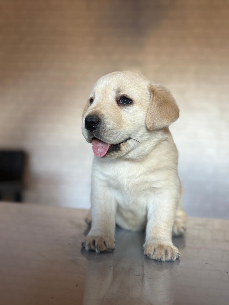 Pui Labrador