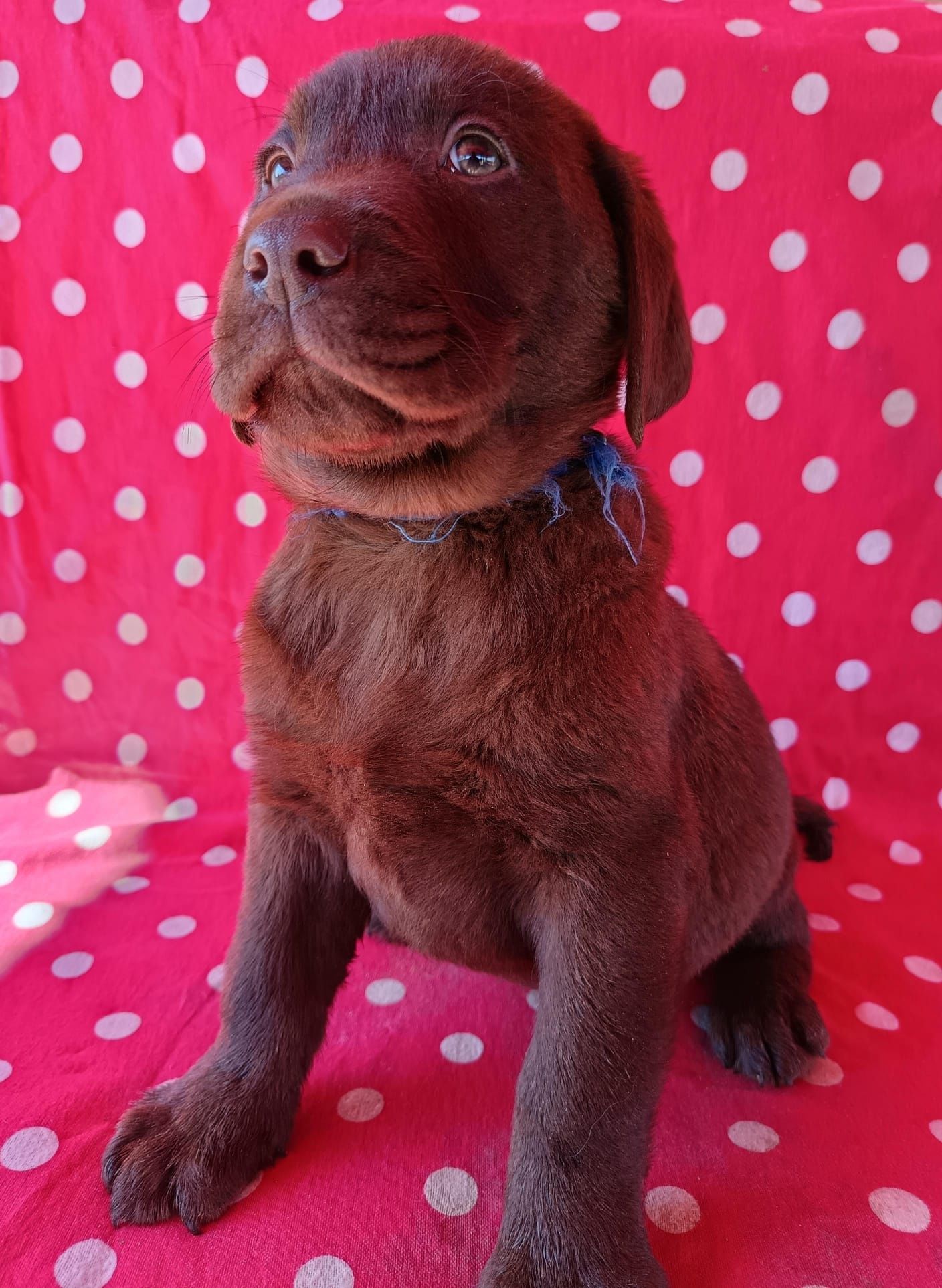 Labrador maro Pedigree