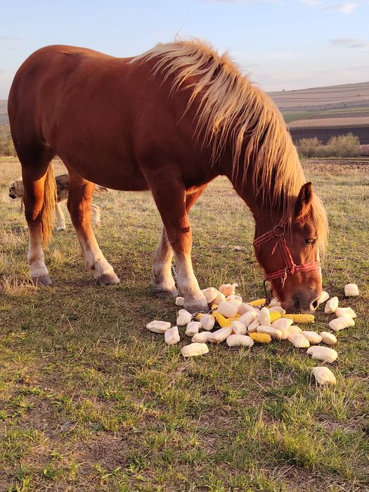 Vand manza   mai multe detali la telefon